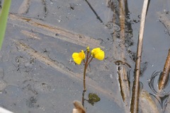 Utricularia