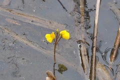 Utricularia
