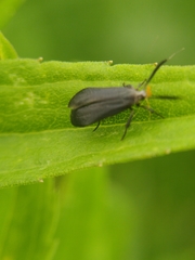 Acoloithus falsarius
