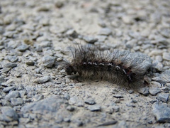 Euproctis chrysorrhoea