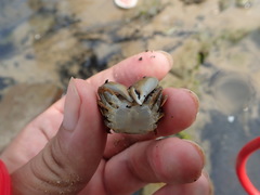 Gaetice depressus