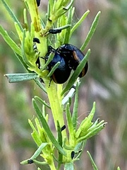 Chrysolina flavomarginata