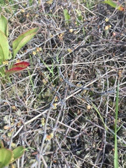 Muehlenbeckia ephedroides