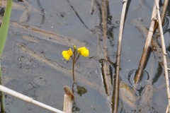 Utricularia