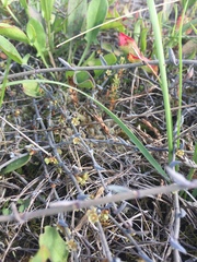 Muehlenbeckia ephedroides