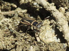 Ragliodes delineatus