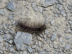 Euproctis chrysorrhoea