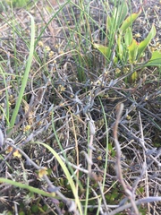 Muehlenbeckia ephedroides