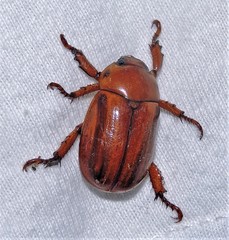 Pelidnota unicolor