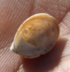 Crepidula convexa