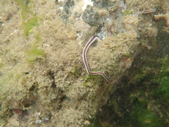 Baseodiscus hemprichii