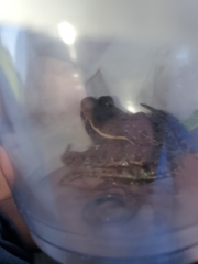 Lithobates blairi