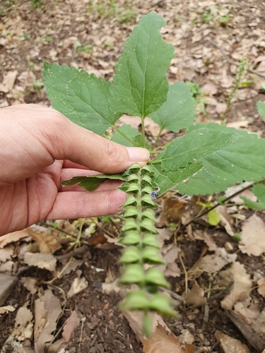 Scutellaria columnae image