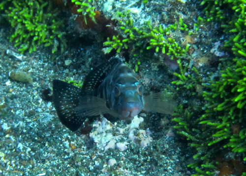 Blacktail comber (Serranus atricauda) — Serranidae — 4