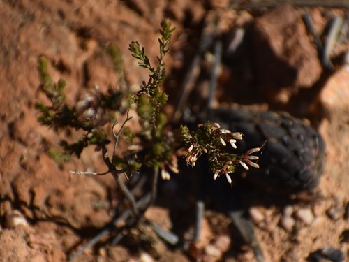 Image of Erica fuscescens by (c) Justin Ponder, some rights reserved (CC BY)
