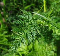 Selinum carvifolia