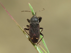 Eremocoris plebejus