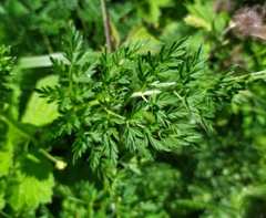 Selinum carvifolia