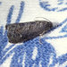 Oriental Fruit Moth - Photo (c) Diane P. Brooks, some rights reserved (CC BY-NC-SA), uploaded by Diane P. Brooks