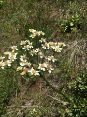 Senecio integerrimus ochroleucus