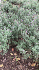 Lavandula dentata
