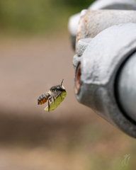 Megachile versicolor