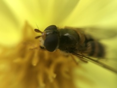 Epistrophe nitidicollis