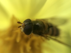 Epistrophe nitidicollis