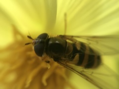 Epistrophe nitidicollis