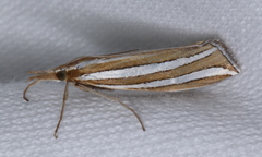 Hednota bivittella