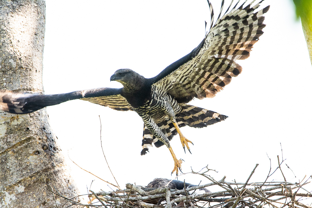 Crested Eagle