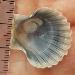 Pecten jacobaeus