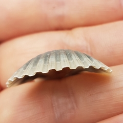 Pecten jacobaeus