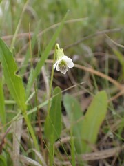 Viola patrinii