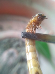 Coleoptera