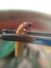 Coleoptera