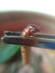 Coleoptera