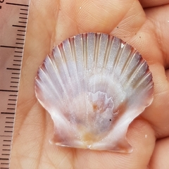 Pecten jacobaeus