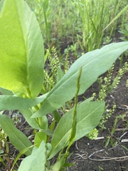 Rudbeckia amplexicaulis