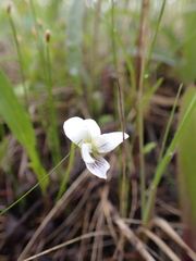 Viola patrinii