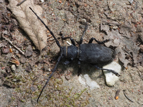 Morimus asper