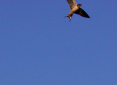 Hirundo rustica