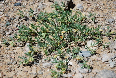 Zygophyllum pterocarpum