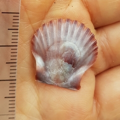 Pecten jacobaeus