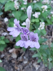 Penstemon platyphyllus