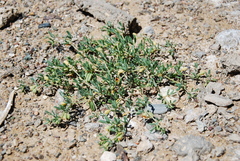 Zygophyllum pterocarpum