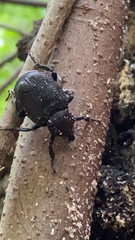Osmoderma scabra