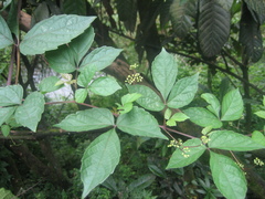 Ampelopsis delavayana