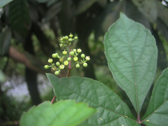 Ampelopsis delavayana