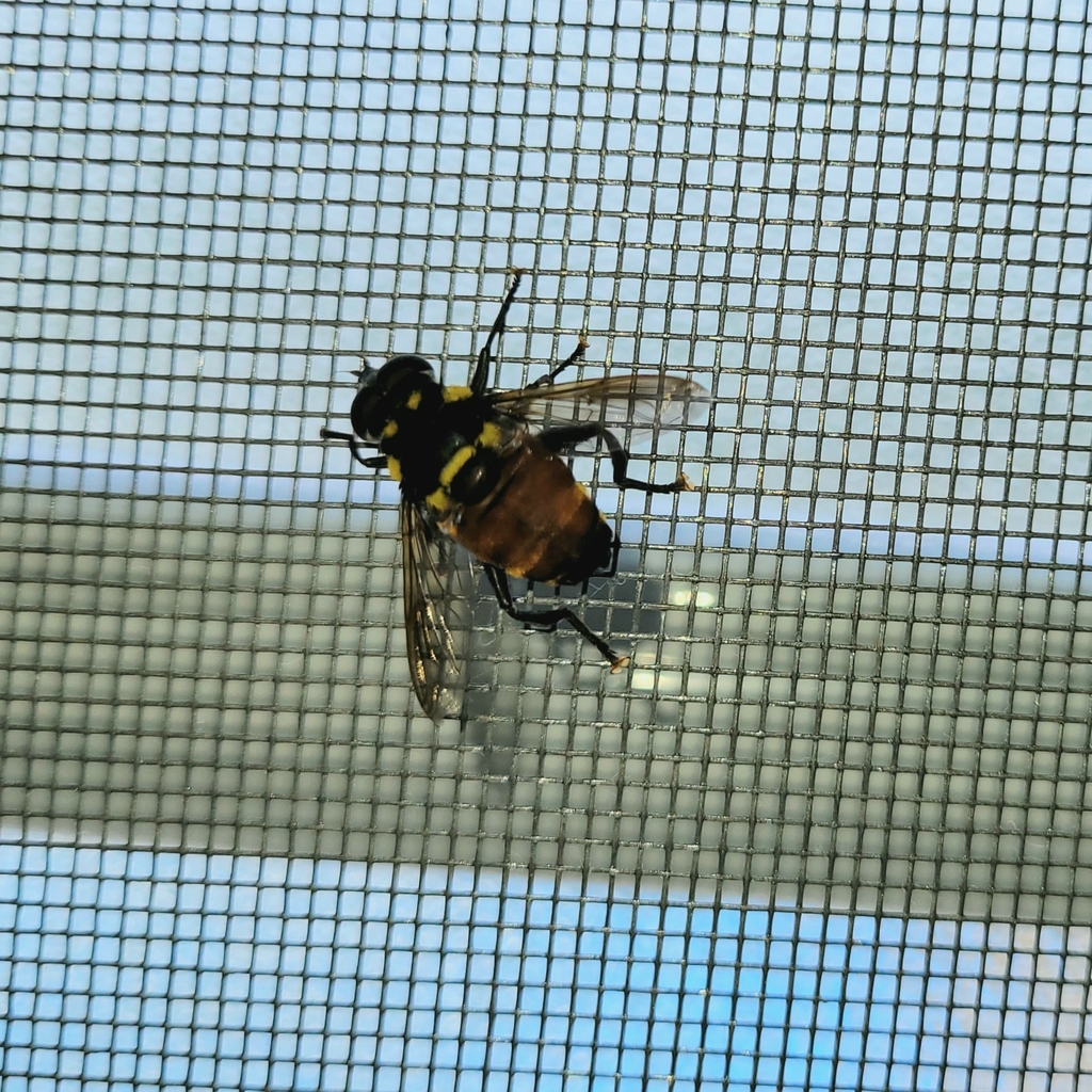 Meromacrus pinguis